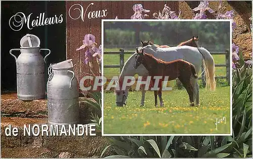 Cartes postales moderne Meilleurs Voeux de Normandie Chevaux