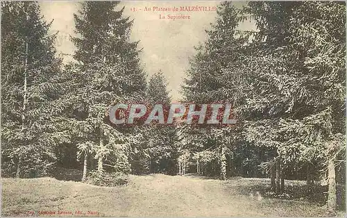 Cartes postales Au Plateau de Malzeville Le Sapiniere