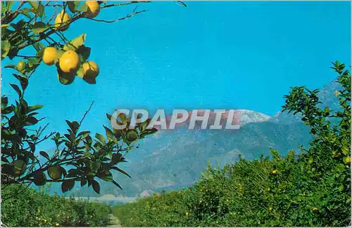 Cartes postales moderne Lemon Grove with Snow Capped Mountains