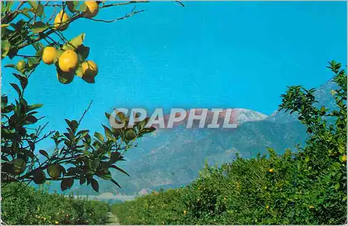 Moderne Karte Lemon Grove with Snow Capped Mountains