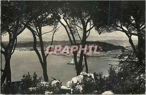 Cartes postales moderne Nice La Cote d'Azur Entre les Pins