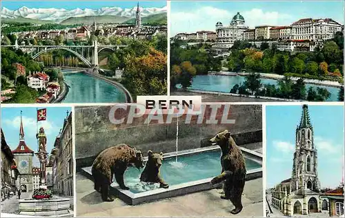 Cartes postales moderne Bern Ours