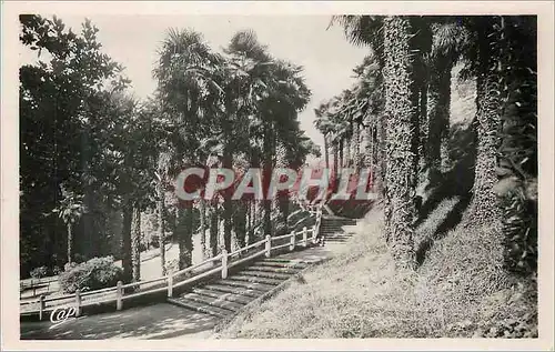 Cartes postales moderne Pau La Palmeraie