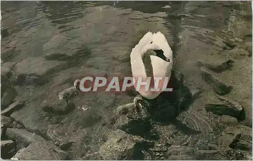 Cartes postales moderne Lac Leman Les Cygnes sur le Lac