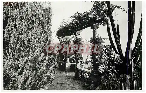 Moderne Karte Monaco Les Jardins Exotiques Euphirbes Grandicornis