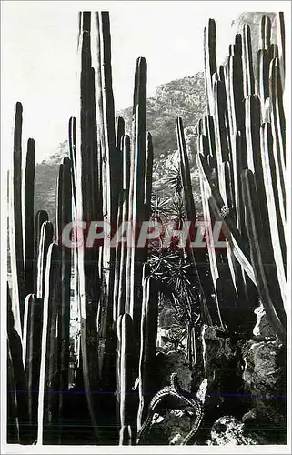 Cartes postales moderne Monaco Les Jardins Exotiques Cereus Gemmatus