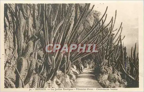 Cartes postales Monaco Les Jardins Exotiques Pilocatus divers Cleistocactus Lanatus