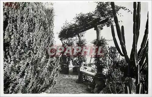 Moderne Karte Monaco Les Jardins Exotiques Euphorbes Grandicornis