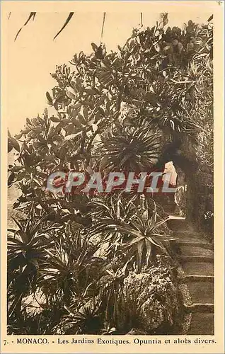 Cartes postales Monaco Les Jardins Exotiques Opuntia et Aloes Divers