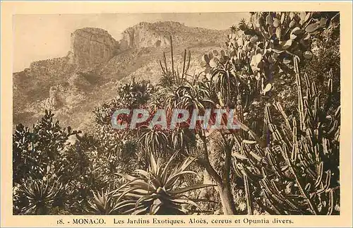 Cartes postales Monaco Les Jardins Exotiques Aloes Cereus et Opuntia divers