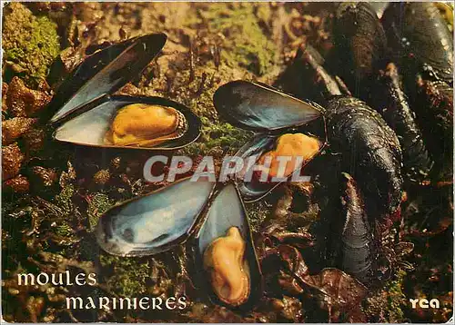 Cartes postales moderne Les Moules Mariniere Gastronomie Bretonne se preparent a la Mariniere