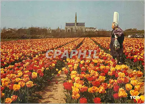 Moderne Karte La Bretagne Pittoresque Les Champs de Tulipes devant la Chapelle N D de Tronoen XIVe S Folklore