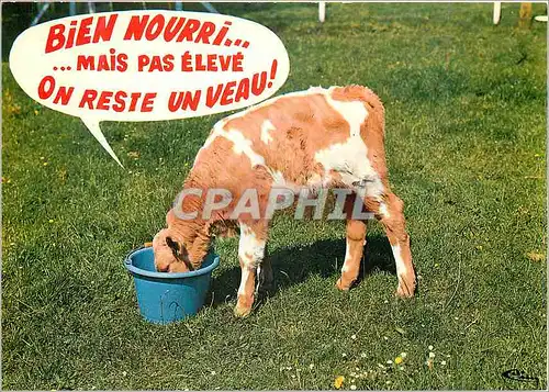 Cartes postales moderne Animaux Humoristiques Petit veau deviendra Grand Vache