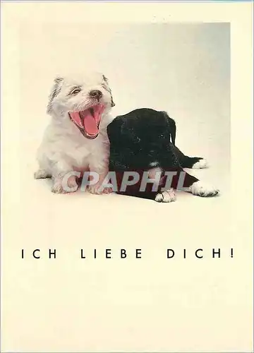 Cartes postales moderne Ich Liebe Dich Mots en Liberte Chiens