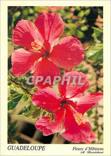 Moderne Karte Guadeloupe Fleurs d'Hibiscus