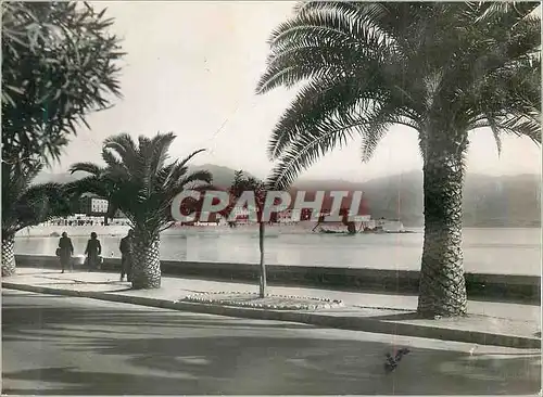 Cartes postales moderne Ajaccio Corse Boulevard Albert Ier