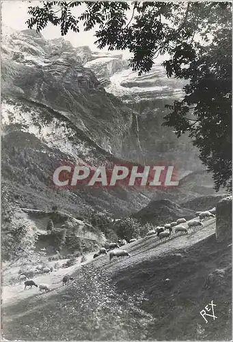 Cartes postales moderne Gavarnie (H P) Alt 1357 m Un Coin du Cirque Moutons
