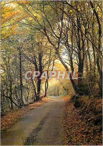 Moderne Karte En Morvan Sous bois en Automne