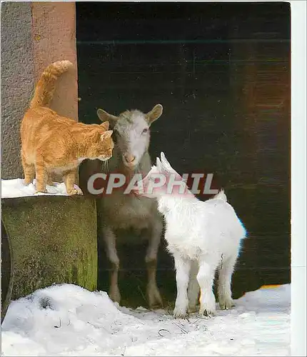 Cartes postales moderne Agneau Mouton Chat