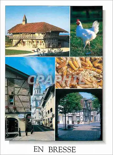 Cartes postales moderne Bourg en Bresse En Bresse Ferme Bressanne a St Triviers de Courtes Le Poulet de Bresse