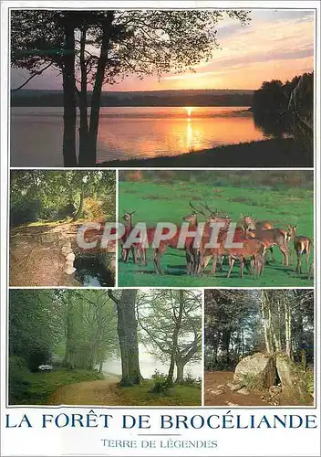 Cartes postales moderne La Foret de Broceliande Terre de Legendes