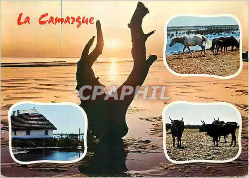 Cartes postales moderne Souvenir de Camargue Chevaux Taureaux