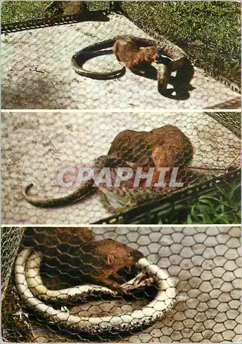Cartes postales moderne Martinique Combat de Mangouste et Serpent