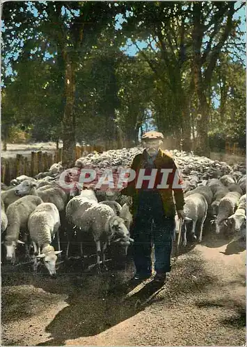 Moderne Karte Mont Aigoual (Gard) Valleraugue Berger Cevenol avec son Troupeau Berger Moutons Folklore