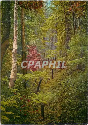 Cartes postales moderne Villa Carlotta Vallata delle Felci Lago di Como