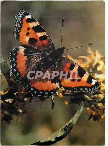 Cartes postales moderne Aglais Urticae La Petite Tortue Papillon