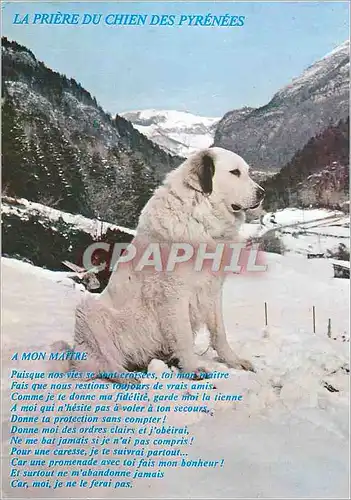 Moderne Karte Laruns Elevage de M et Mme Laborde a Gabas Chiens des Pyrenees