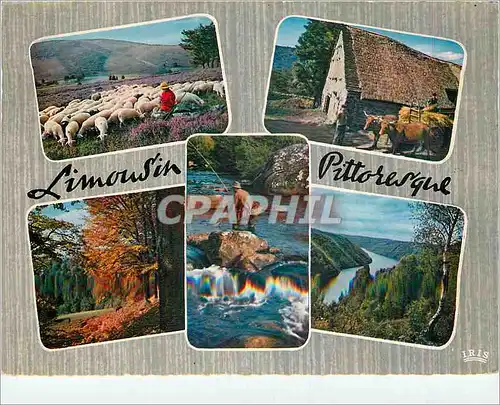 Cartes postales moderne Paysage de Limousin Berger Moutons