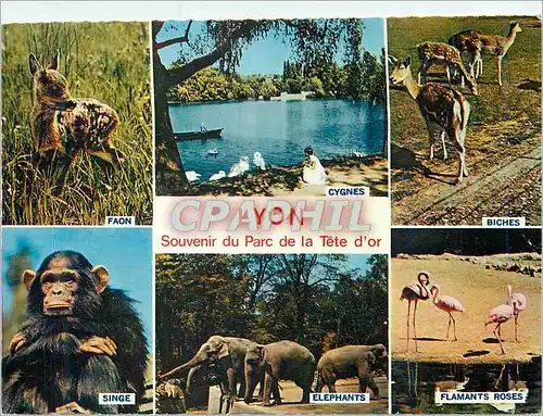 Cartes postales moderne Lyon Souvenir du Parc de la Tete d'Or Faon Cygnes Biches Singes Elephants Flamants Roses