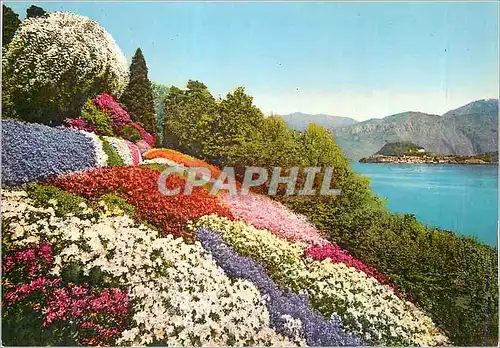 Cartes postales moderne Lago du Como Villa Carlotta Fioritura di Azalee