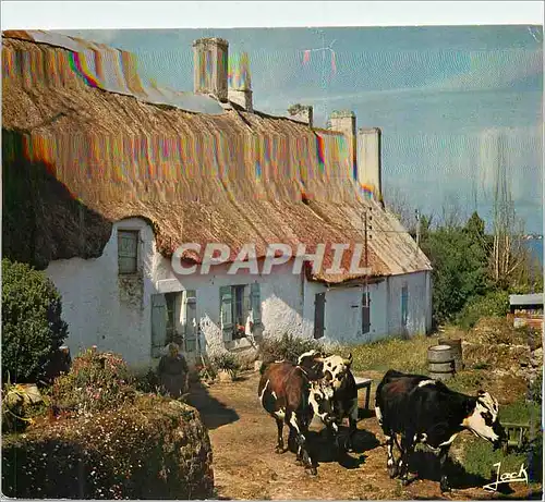 Cartes postales moderne Couleurs de Bretagne Vieille ferme a toit de chaume Vaches