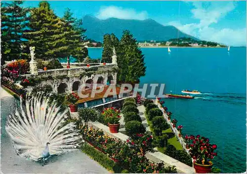 Cartes postales moderne Le Lac Majeur Isola Bella Le Jardin