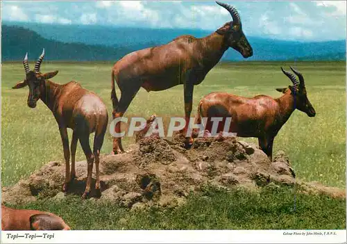 Cartes postales moderne Le Topi (Damaliscus Korrigum) Espace d'Antilope Chevre