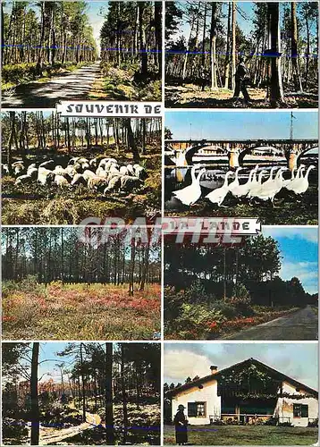 Cartes postales La Lande de Gauche a droite La Route dans la Foret Moutons au Paturages La Foret Chemin dans la