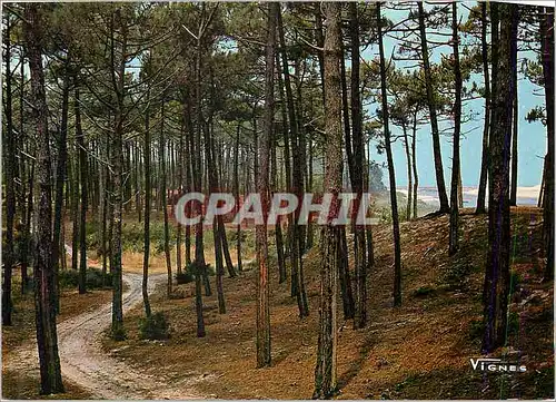 Moderne Karte Visage des Landes Chemin en Foret au Bord du Littoral Atlantique