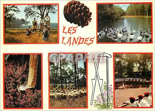 Cartes postales moderne Visage des Landes Les Pins Les Echassiers Les Arenes les Pignes Au Rythme des Saisons Modifiant