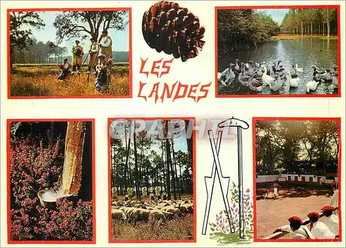 Moderne Karte Visage des Landes Les Pins Les Echassiers Les Arenes les Pignes Au Rythme des Saisons Modifiant