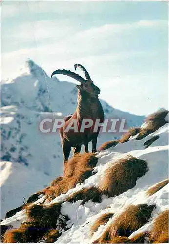 Moderne Karte Animaux de nos Montagnes Le Bouquetin des Sommets