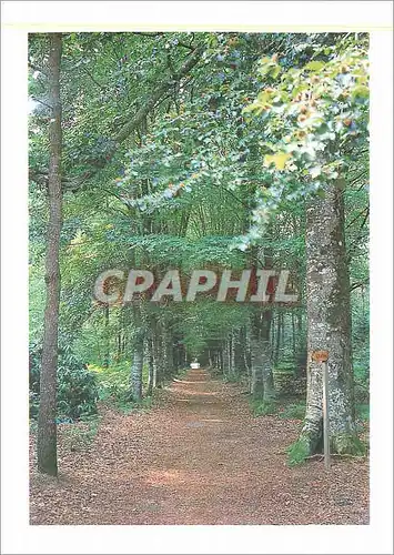 Cartes postales moderne Allee du Parc du Chateau des Rochers Sevigne Vincent Minard