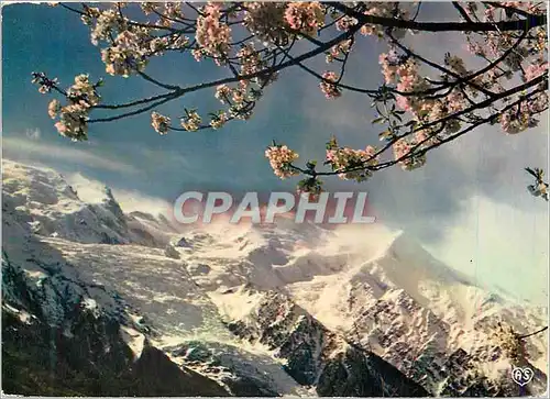 Cartes postales moderne Sommet Majestueux Fleurs Fragiles c'est le Printemps en Montagne