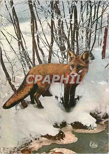 Moderne Karte Les Hautes de nos Montagnes Images de chez nous Renard a l'affut