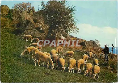 Cartes postales moderne Paturage en Montagne Berger Moutons
