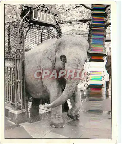 Cartes postales moderne Ladies First Elephant Metro