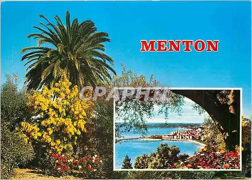 Cartes postales moderne Menton Cote d'Azur French Riviera Palmier et Mimosas Vue Generale