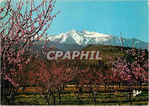 Moderne Karte Lumiere et Couleurs du Roussillon Le Canigou Alt 2785 m Au printemps parmi les Pechers en Fleurs