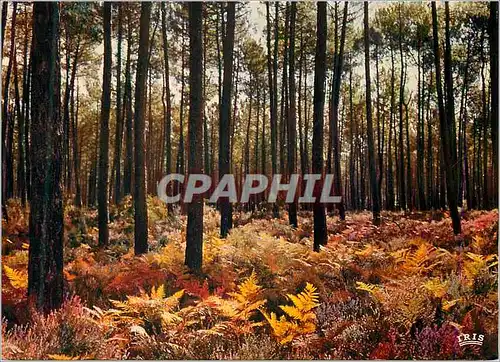 Cartes postales moderne Au Pays Landais La Foret Landaise en Automne